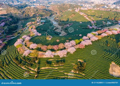 Aerial View of Traditional Chinese Tea Garden, with Blooming Cherry Trees on the Tea Mountain at ...