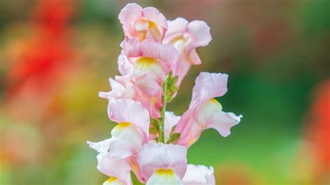 35 Beautiful Snapdragon Varieties for Your Garden