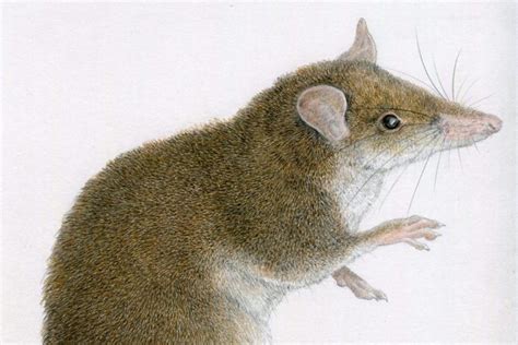 New earthworm-eating shrew rat species found in Luzon - NOLISOLI