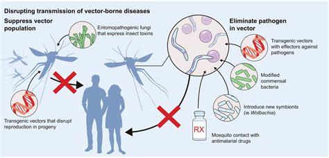 Understanding pathogen survival and transmission by arthropod vectors to prevent human disease ...