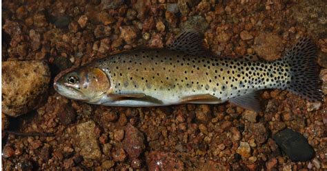 Greenback Cutthroat Trout (Oncorhynchus clarkii stomias) | U.S. Fish ...