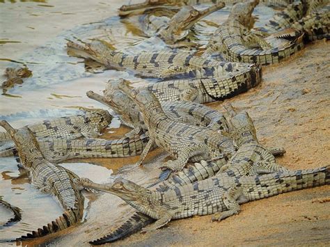 Tikarpada Crocodile Reproduction Wildlife Sanctuary, Angul, Odisha - Orissa Guide