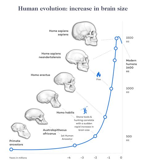 Brain as Food: Types, Nutrients, Health Benefits, and Recipes