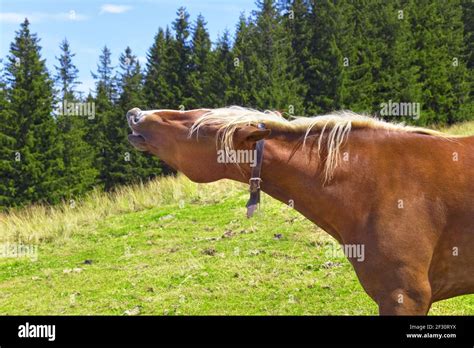 Horses neighing in field hi-res stock photography and images - Alamy