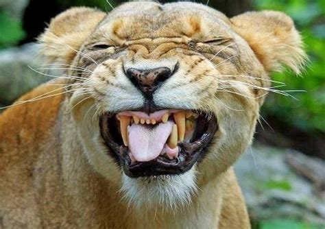 Grinning lion | Cute Smiles | Pinterest | The o'jays and Lion