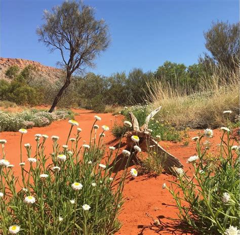 10 Things Not to Miss in Alice Springs - Aus Weekend Escapes