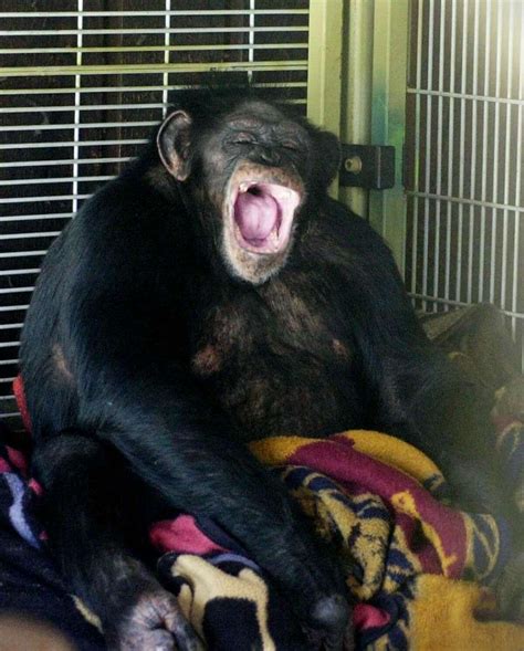 Stamford chimp attack victim Charla Nash receives face transplant