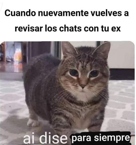 Los 50 memes de gatos que debes de ver ¡sí o sí! - Plan b