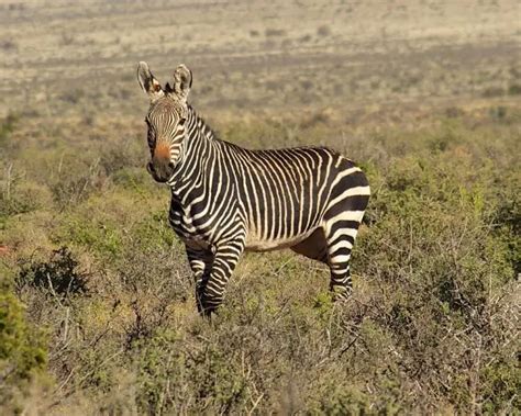 Mountain Zebra - Facts, Diet, Habitat & Pictures on Animalia.bio