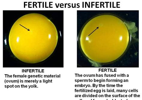 Detail Incubation for silkie eggs | Want to share