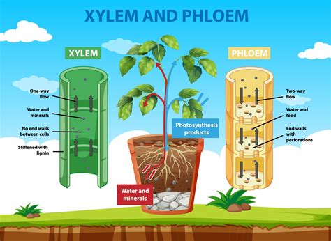 Diagram showing xylem and phloem of plant 2701788 Vector Art at Vecteezy