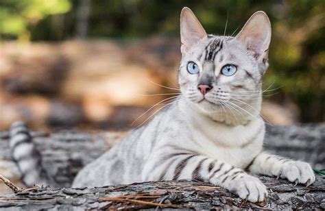 White bengal cat with blue eyes | Animali