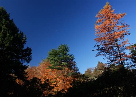 Fall, Arnold Arboretum | Bill Ilott | Flickr