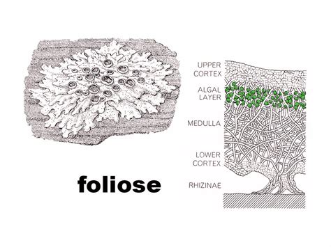 Foliose Lichen Under Microscope