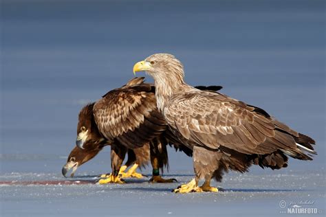 White-tailed Eagle Photos, White-tailed Eagle Images, Nature Wildlife Pictures | NaturePhoto