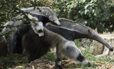 Giant anteater | Smithsonian's National Zoo and Conservation Biology Institute