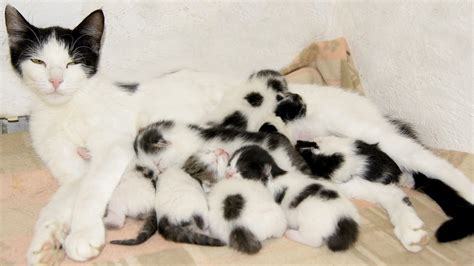 Many Cute Newborn Kittens!!! - YouTube