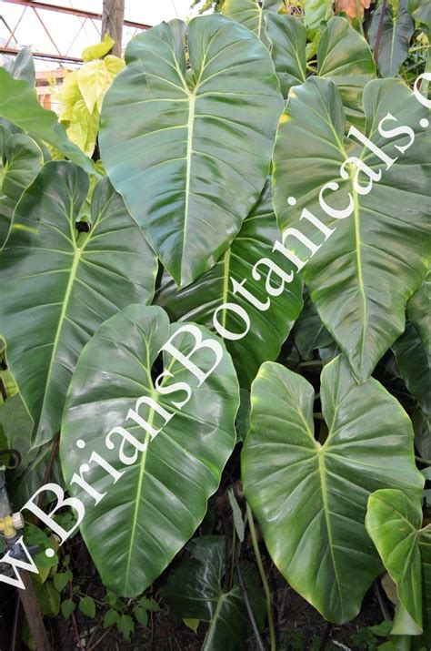 Philodendron Cordatum – Brian's Botanicals