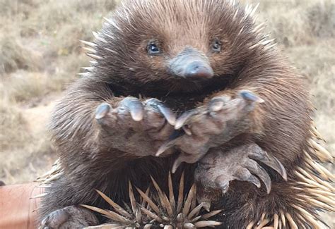 Baby echidna named Bush Heritage Australia's social media star for 2019 ...