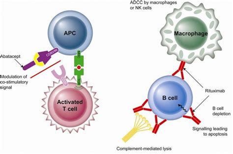 Antigen presenting cell Image : Biological Science Picture Directory ...