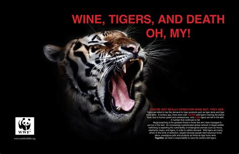 Tiger Poster on Behance