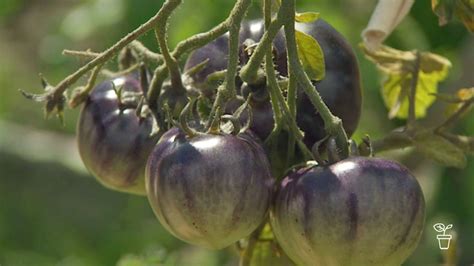 Tomato 'Indigo Rose' - Gardening Australia