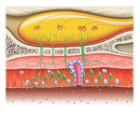 olfactory receptors illustration | 감각