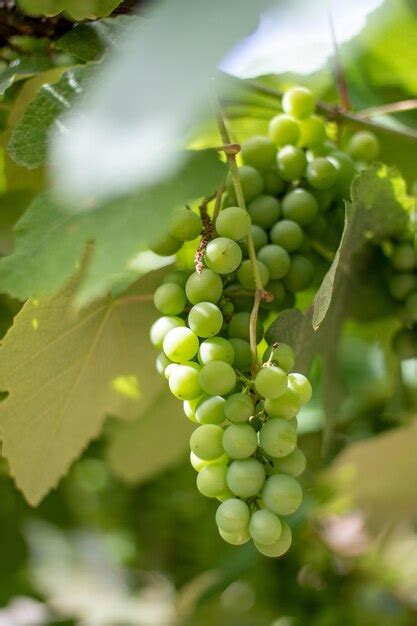 Premium Photo | Muscat grapes