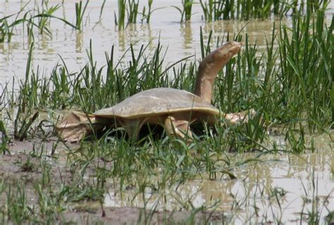 15+ River Turtle Species Types With Photos