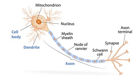 axon labeled Diagram | Quizlet