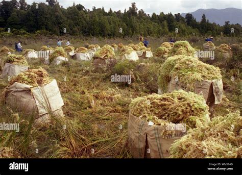 Bags of sphagnum moss at a moss harvesting operation, West Coast, South ...