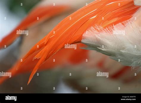 FLAMINGO; Ciconiiformes Phoenicopteridae Stock Photo - Alamy