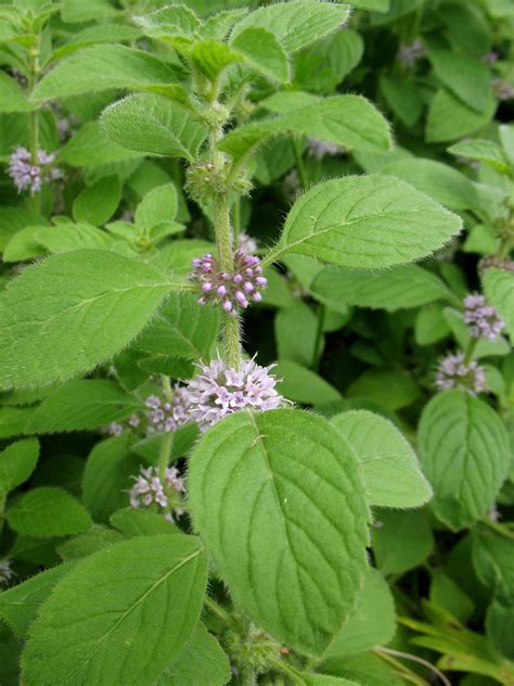 Mentha arvensis (ginger mint): Go Botany