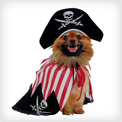 40 Pirate Dog Costumes That Will Melt Your Heart | Costume Yeti