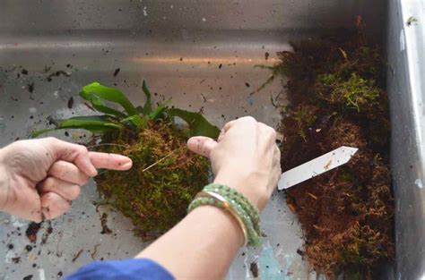 DIY Kokedama Moss Balls - At Charlotte's House