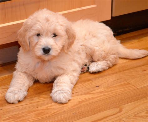 goldendoodle puppy - Timberidge Goldendoodles