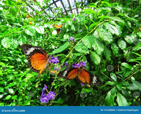 Butterfly in it`s habitat stock photo. Image of blossom - 131238860