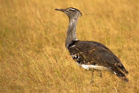 Ngorongoro crater birds | Tanzania Safari Birding Tours