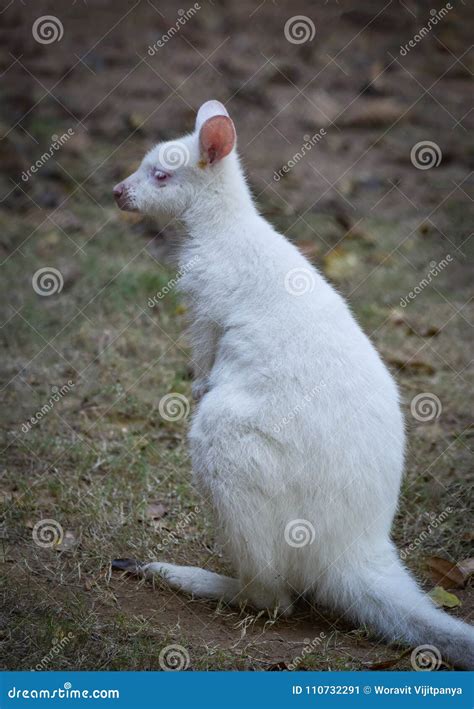 Albino wallaby stock image. Image of grey, forest, alertness - 110732291