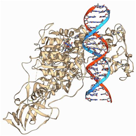 Methyltransferase Complexed With Dna Photograph by Science Photo ...