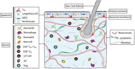 Skin structure and immune cell types found in skin. The skin is ...