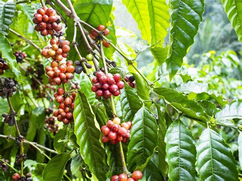 coffee cherry at coffee farm 5390309 Stock Photo at Vecteezy