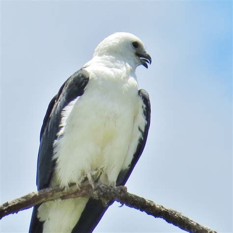 Florida Suncoast Birding: Swallow-tailed Kite