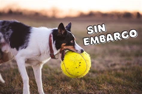 Sin Embargo: Translation, Use, Synonyms, and More!