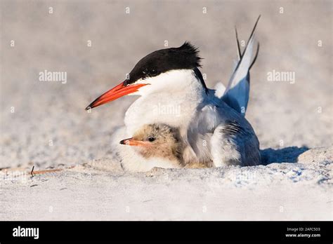 Common tern parent with chick on nesting grounds Stock Photo - Alamy