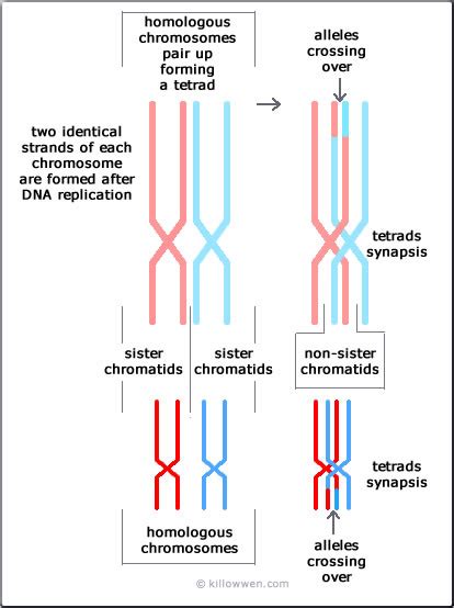 Crossing Over and its mechanism - Overall Science