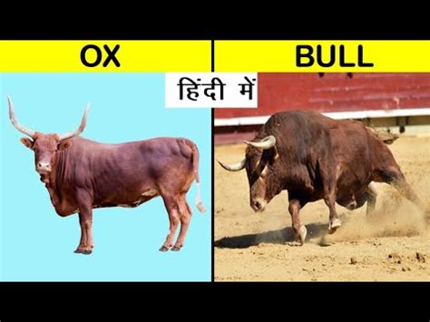 OX vs BULL Comparison in Hindi | Bull vs Ox #Shorts #Short - YouTube