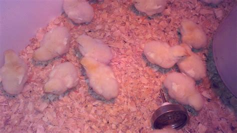 Day old Cornish Cross Broilers #HooversHatcheryChickens | Food, Broiler, Chickens