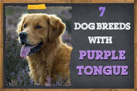 7 Dog Breeds with Purple Tongues (Pictures & Info) | ZooAwesome