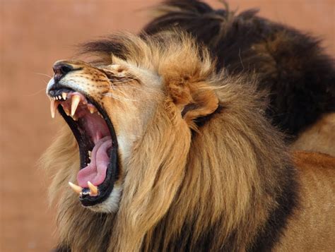 lion Roaring | My HD Animals